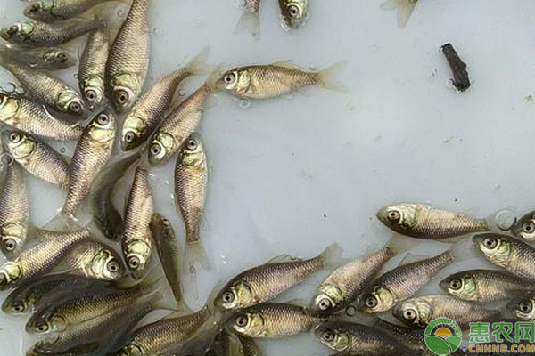 鯽魚冬季養(yǎng)殖要點(diǎn)和注意事項-圖片版權(quán)歸惠農(nóng)網(wǎng)所有