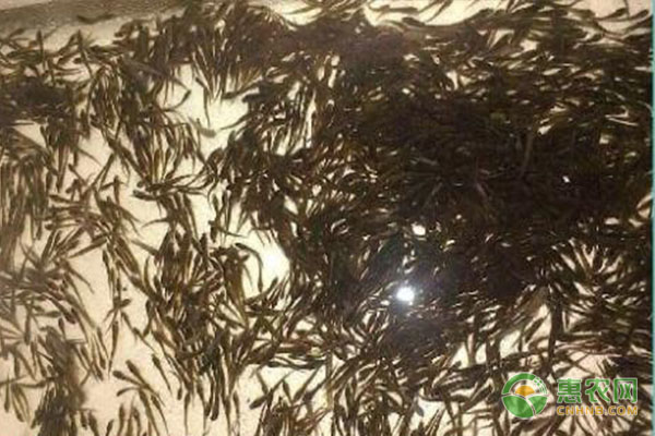 夏季魚苗的管理要點(diǎn)-圖片版權(quán)歸惠農(nóng)網(wǎng)所有