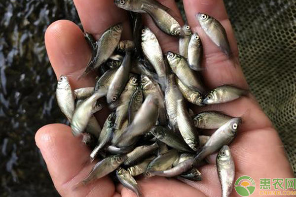 鯽魚苗一年能長多大？主要吃什么？-圖片版權(quán)歸惠農(nóng)網(wǎng)所有