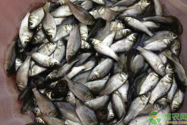 鯽魚苗一年能長多大？主要吃什么？-圖片版權(quán)歸惠農(nóng)網(wǎng)所有