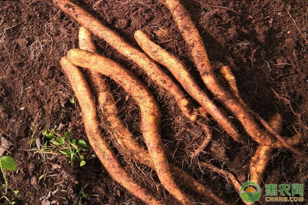 鐵棍山藥種植最新方法-圖片版權(quán)歸惠農(nóng)網(wǎng)所有