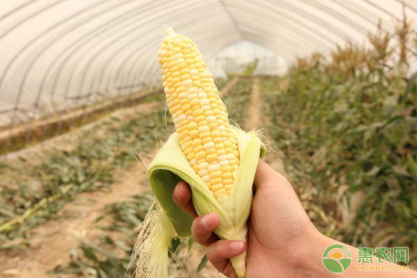 水果玉米种植的株距和行距介绍-图片版权归惠农网所有