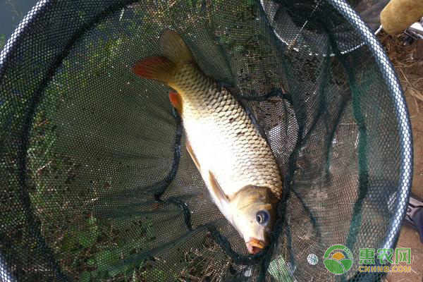 淡水魚苗哪種存活率最高？-圖片版權(quán)歸惠農(nóng)網(wǎng)所有