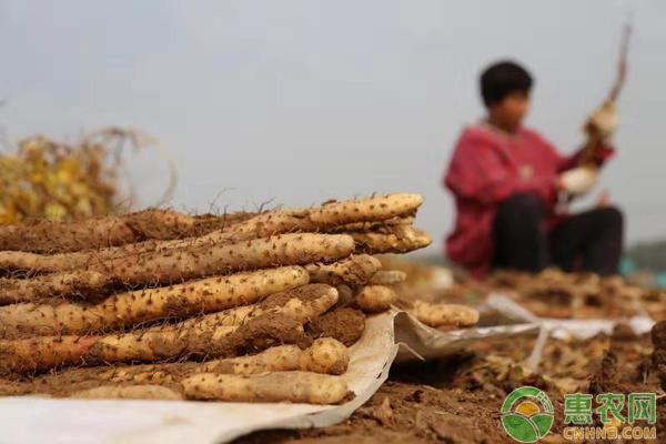 鐵棍山藥種植最新方法-圖片版權(quán)歸惠農(nóng)網(wǎng)所有
