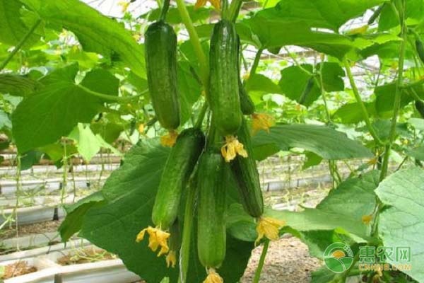 水果黃瓜種植季節(jié)和溫度-圖片版權(quán)歸惠農(nóng)網(wǎng)所有