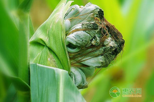 玉米上都有哪些病虫害？