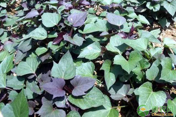 紫薯种植亩产多少斤？紫薯高产种植要点-图片版权归惠农网所有