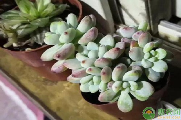多肉植物的种植技术-图片版权归惠农网所有