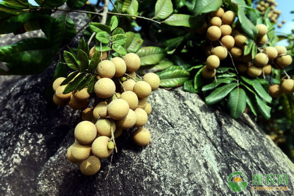 龍眼大小年的原因及預(yù)防措施-圖片版權(quán)歸惠農(nóng)網(wǎng)所有