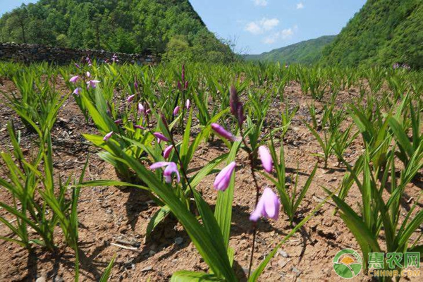怎样种植白芨？这三大要点需掌握！-图片版权归惠农网所有