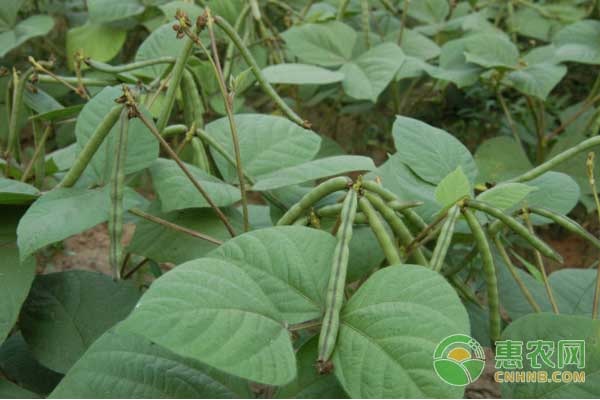 相思豆怎么種？-圖片版權(quán)歸惠農(nóng)網(wǎng)所有