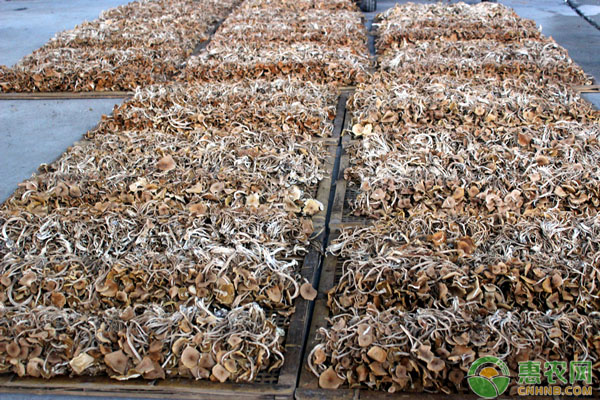 茶樹菇產(chǎn)地和栽培技術(shù)-圖片版權(quán)歸惠農(nóng)網(wǎng)所有
