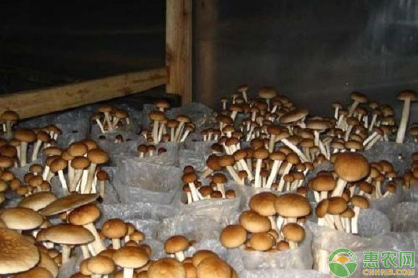 茶樹菇產(chǎn)地和栽培技術(shù)-圖片版權(quán)歸惠農(nóng)網(wǎng)所有