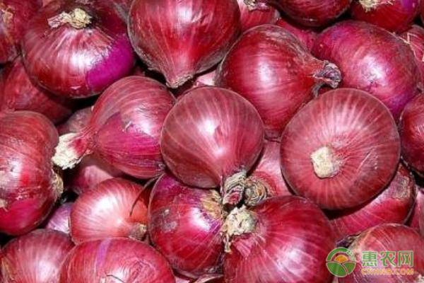紫皮洋蔥怎么種？-圖片版權(quán)歸惠農(nóng)網(wǎng)所有