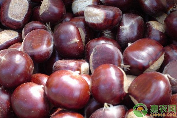 板栗的產(chǎn)地和栽培技術(shù)-圖片版權(quán)歸惠農(nóng)網(wǎng)所有
