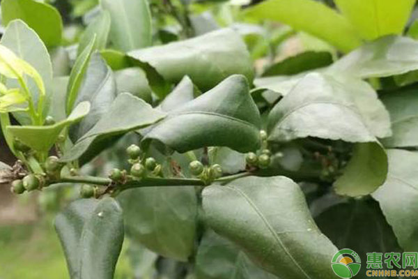 5月柑橘幼果膨大期管理要點(diǎn)-圖片版權(quán)歸惠農(nóng)網(wǎng)所有
