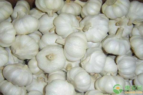 養(yǎng)雞容易得瘟疫？這些中草藥預(yù)防效果不錯(cuò)！-圖片版權(quán)歸惠農(nóng)網(wǎng)所有