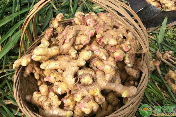 小黃姜種植時間和周期介紹-圖片版權(quán)歸惠農(nóng)網(wǎng)所有
