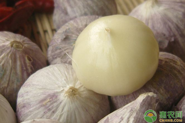 獨(dú)頭蒜的種植時(shí)間和方法-圖片版權(quán)歸惠農(nóng)網(wǎng)所有