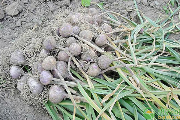 獨(dú)頭蒜是怎么種出來的？獨(dú)頭蒜種植技術(shù)-圖片版權(quán)歸惠農(nóng)網(wǎng)所有