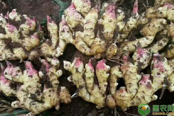 小黃姜種植技術-圖片版權歸惠農(nóng)網(wǎng)所有