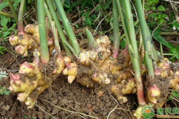 小黃姜種植技術-圖片版權歸惠農(nóng)網(wǎng)所有
