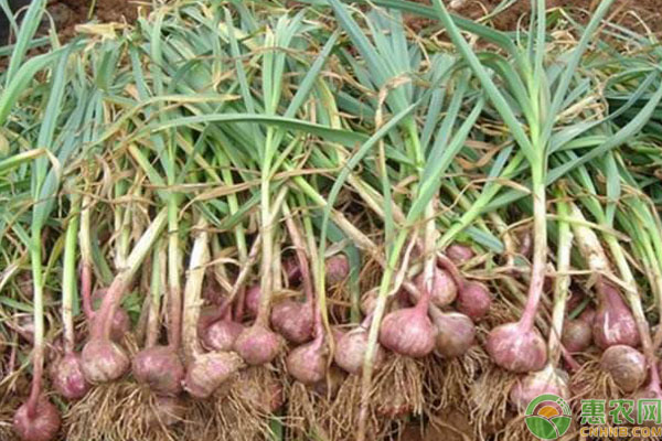 獨(dú)頭蒜是怎么種出來的？獨(dú)頭蒜種植技術(shù)-圖片版權(quán)歸惠農(nóng)網(wǎng)所有