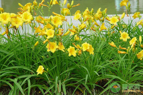 黃花菜種子種植方法-圖片版權(quán)歸惠農(nóng)網(wǎng)所有