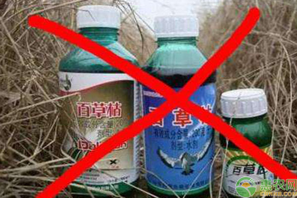 百草枯除草劑多久毒性失效？-圖片版權(quán)歸惠農(nóng)網(wǎng)所有
