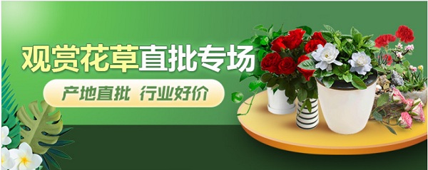 玫瑰盆栽怎么修剪？修剪注意事项有哪些？-图片版权归惠农网所有