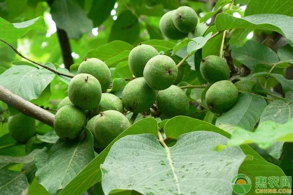 夏季核桃田間管理技術(shù)要點(diǎn)-圖片版權(quán)歸惠農(nóng)網(wǎng)所有