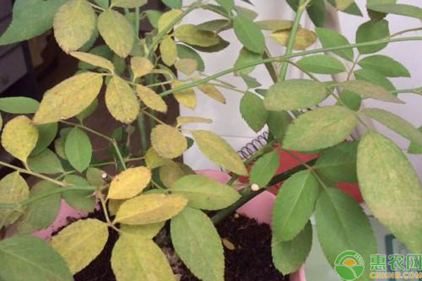 玫瑰盆栽葉子發(fā)黃怎么辦？如何處理？-圖片版權(quán)歸惠農(nóng)網(wǎng)所有