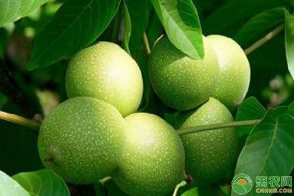夏季核桃田間管理技術(shù)要點(diǎn)-圖片版權(quán)歸惠農(nóng)網(wǎng)所有
