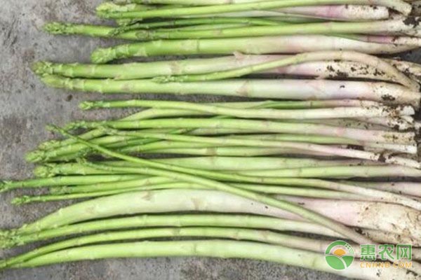 蘆筍的種植時(shí)間及方法-圖片版權(quán)歸惠農(nóng)網(wǎng)所有