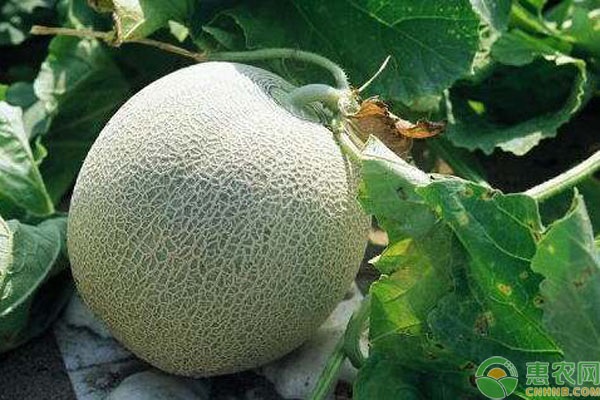 甜瓜生長緩慢是什么原因？甜瓜生長需滿足哪些環(huán)境條件？-圖片版權歸惠農(nóng)網(wǎng)所有
