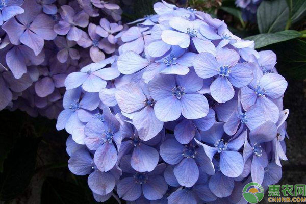 繡球花的養(yǎng)殖方法和注意事項(xiàng)-圖片版權(quán)歸惠農(nóng)網(wǎng)所有