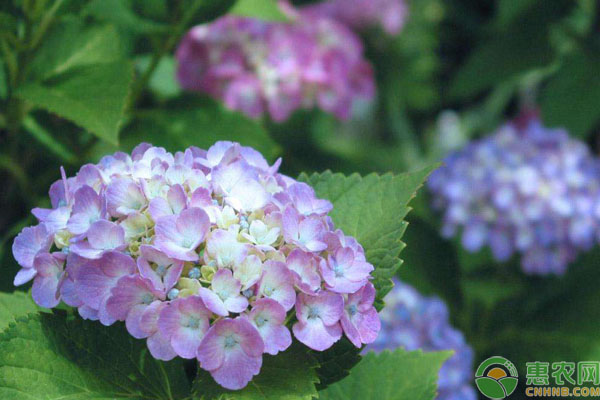 繡球花的養(yǎng)殖方法和注意事項(xiàng)-圖片版權(quán)歸惠農(nóng)網(wǎng)所有