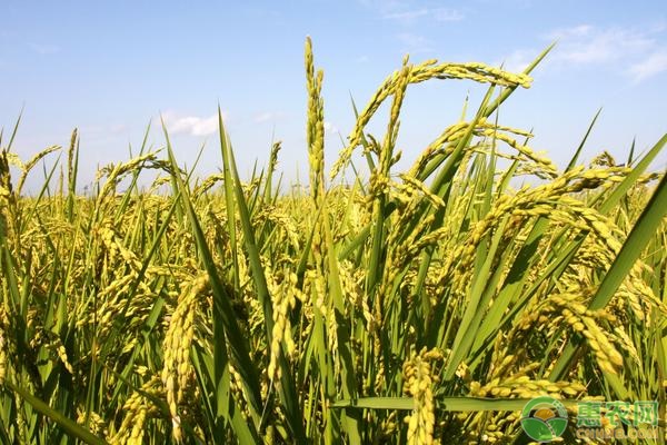 水稻大片倒伏是何原因？如何防治？-圖片版權(quán)歸惠農(nóng)網(wǎng)所有