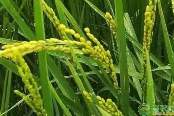 水稻結(jié)實率低的原因及解決方法-圖片版權(quán)歸惠農(nóng)網(wǎng)所有