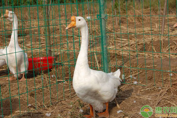夏季如何飼養(yǎng)肉鵝？做好這五點(diǎn)是關(guān)鍵！-圖片版權(quán)歸惠農(nóng)網(wǎng)所有