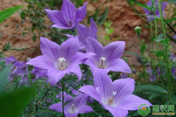 適合夏季種植的五種中藥材介紹-圖片版權(quán)歸惠農(nóng)網(wǎng)所有