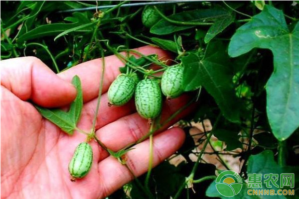 小型西瓜種植技術(shù)-圖片版權(quán)歸惠農(nóng)網(wǎng)所有