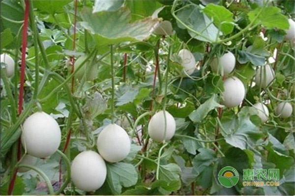 香瓜大棚種植技術(shù)與管理方法-圖片版權(quán)歸惠農(nóng)網(wǎng)所有