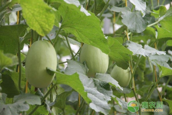 香瓜大棚種植技術(shù)與管理方法-圖片版權(quán)歸惠農(nóng)網(wǎng)所有