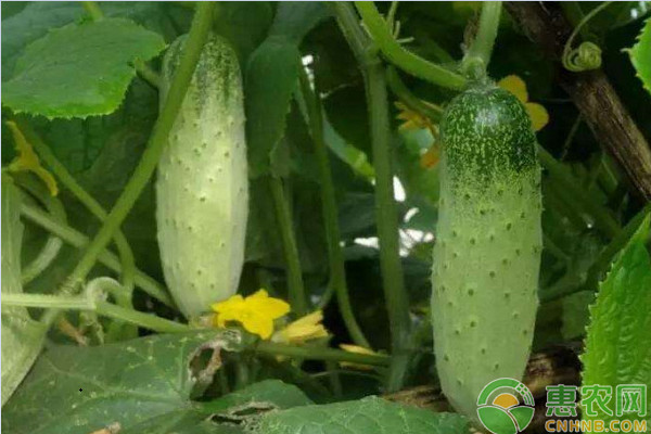 黃瓜夏季種植管理要點-圖片版權(quán)歸惠農(nóng)網(wǎng)所有