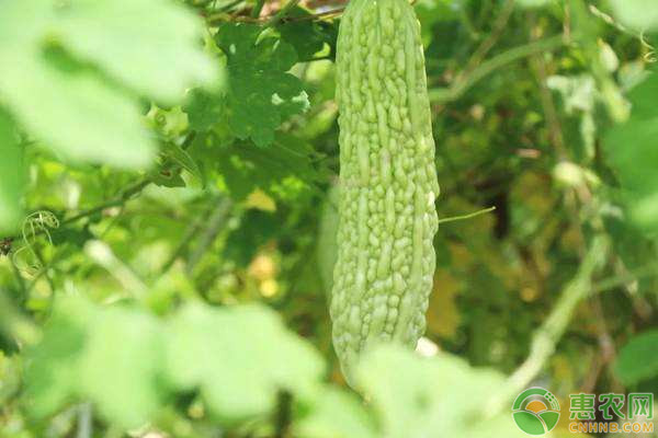 苦瓜種子怎么種？這些種植方法需掌握！-圖片版權(quán)歸惠農(nóng)網(wǎng)所有