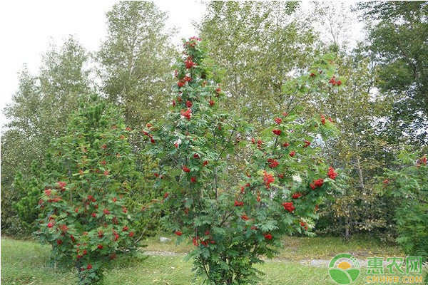 夏季果樹種植管理技術(shù)要點(diǎn)-圖片版權(quán)歸惠農(nóng)網(wǎng)所有