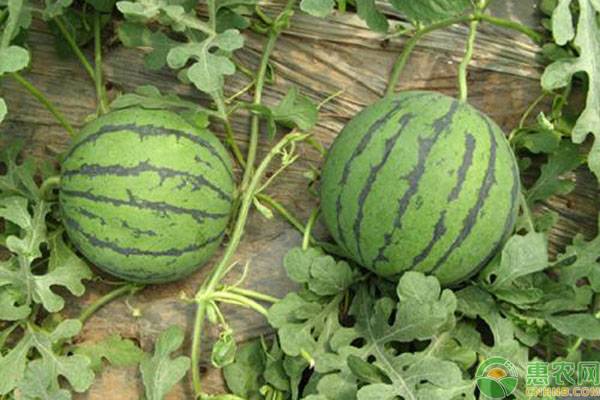 小型西瓜種植技術(shù)-圖片版權(quán)歸惠農(nóng)網(wǎng)所有
