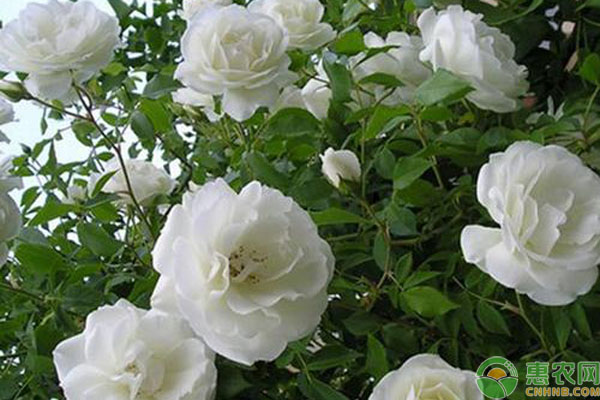 月季花夏季養(yǎng)護要點和注意事項-圖片版權(quán)歸惠農(nóng)網(wǎng)所有