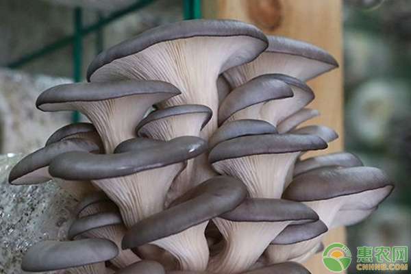 如何降低夏季食用菌染菌率？這幾個(gè)妙招建議收藏！-圖片版權(quán)歸惠農(nóng)網(wǎng)所有